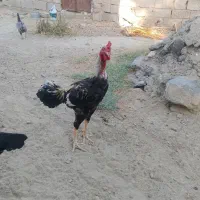خروس جوان و سرحال|حیوانات مزرعه|سیب و سوران, |دیوار