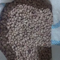 لوبیا چیتی عمده