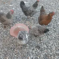 مرغ جوان تخم گزار