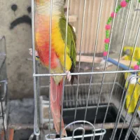 12جفت طوطی گرینجک ردفاکتوری|پرنده|بوکان, |دیوار