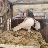 کله الماسی کله سیاه سینه زرد ماده سوسکی پلاکی|پرنده|مبارکه, |دیوار