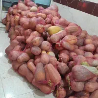 کدو|عمده‌فروشی|اردبیل, |دیوار