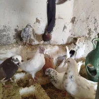 کبوتر ساعتی