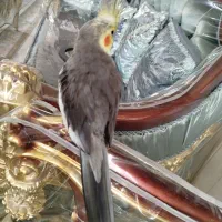 عروس هلندی نر سخنگو|پرنده|قم, انصارالحسین|دیوار