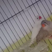 فنچ به شرط تخم جوجه