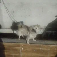 سگ تر بیت شده