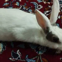 خرگوش زیبا وبازیگوش|موش و خرگوش|گهواره, |دیوار