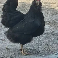 دو عدد مرغ گلین فروشی دونه ۵۰۰|حیوانات مزرعه|کهنوج, |دیوار