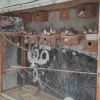 فنچ مرغ عشق و عروس هلندی