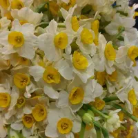 نرم افزار هلو کد ۴۴