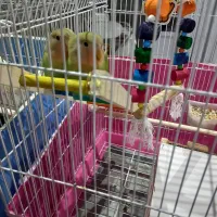 فرش|پرنده|شهریار, شهرک مصطفی خمینی|دیوار