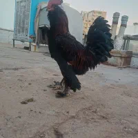 فروش خروس ریشو پاپر