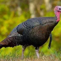 سه عدد بوقلمون ماده ۷ماهه