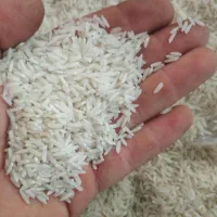 برنج هاشمی درجه یک امساله