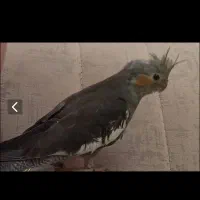 طوطی عروس هلندی