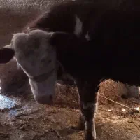 گوساله سیمینتال