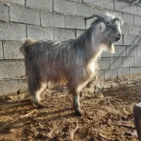 کهره بذری|حیوانات مزرعه|مرودشت, نقش رستم|دیوار