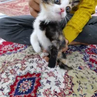 واگذاری رایگان گربه