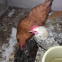 یک جفت عروس هلندی با مرغ و خروس مینیاتوری|پرنده|کرمان, |دیوار