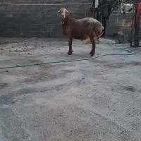 قوچ مغان چینی