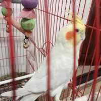 عروس هلندی نر سخن گو