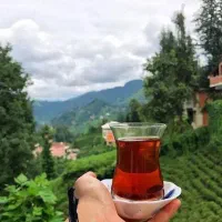 چای بهاره املش