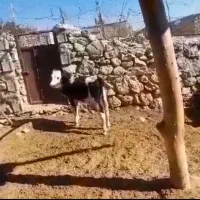 گوساله نر سمینتال