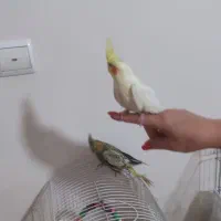 جوجه عروس هلندی ۲ماهه|پرنده|تهران, جوادیه تهرانپارس|دیوار