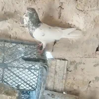 نر کله هفترنگ دیوانه ضمانت فشنگ ارزش دار|پرنده|نیمبلوک, |دیوار