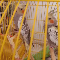 عروس هلندی|پرنده|قم, شاه سید علی|دیوار