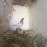 کفتر رنگه کله و دم‌سفید