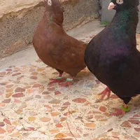 زاغ ابادانی