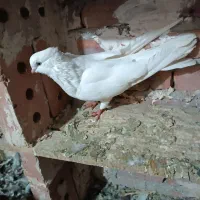 نرسفیدقنارکاکولی