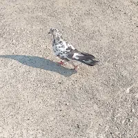 کفتر