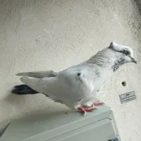 کفتر پرشی|پرنده|تهران, بهمن یار|دیوار