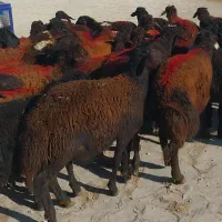 ۴۵گوسفند نر لاغر داشتی