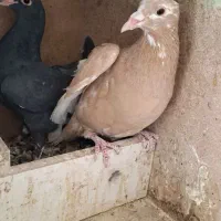 زرد پلنگ|پرنده|کرمان, |دیوار