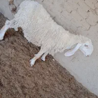 گوسفند مری|حیوانات مزرعه|زابل, |دیوار
