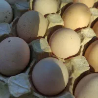 تخم‌مرغ محلی