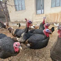 بوقلمون نر و ماده امسال|حیوانات مزرعه|اردبیل, |دیوار