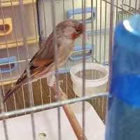 تعداد ی سهره و سهره قناری به فروش میرسد.|پرنده|میانه, |دیوار