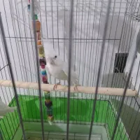 جفت عروس مولدبا یک جوجه دوکت|پرنده|شهریار, شهرک امیریه|دیوار