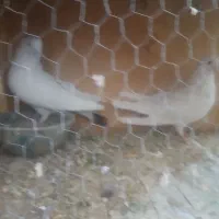 کفتر پرشی|پرنده|ساوه, |دیوار