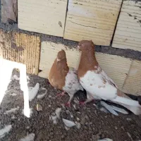 جفت سر زرد ضمانتی|پرنده|رفسنجان, |دیوار