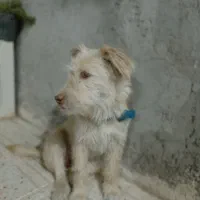 سگ پاکوتاه