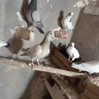 کبوتر