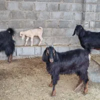 بز داشتی زائیده و آبستن