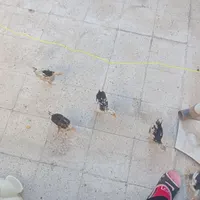جوجه پنج عدد مرغ رسمی نوجوان یک عدد جوجه اردک|پرنده|تهران, کوی هفدهم شهریور|دیوار