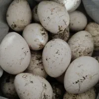 تخم نطفه داره بقلمون