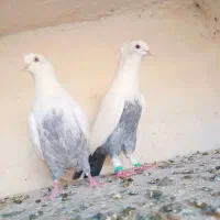 دم سبز|پرنده|شیراز, دلگشا|دیوار